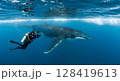Diver Swims beside Humpback Whale in Arctic Ocean 128419613