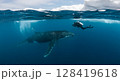 Scuba Diver Encounters Majestic Humpback Whale in Arctic Ocean Waters 128419618