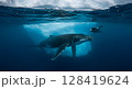Underwater View of Diver Encountering a Humpback Whale Beneath Arctic Ice 128419624