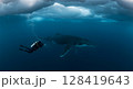 Scuba Diver Exploring Underwater Near Humpback Whale Beneath Polar Ice Sheets 128419643