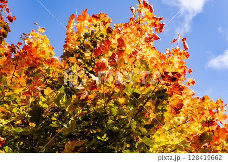 Beautiful autumn landscape with yellow leaves of trees and blue sky on a sunny day Beautiful autumn landscape with yellow leaves of trees and blue sky on a sunny day 128419662