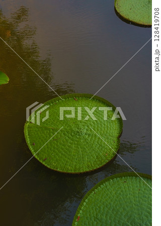 Large, textured lily pads with raised edges float on still water, reflecting faint outlines of nearby vegetation in a tranquil natural setting. 128419708