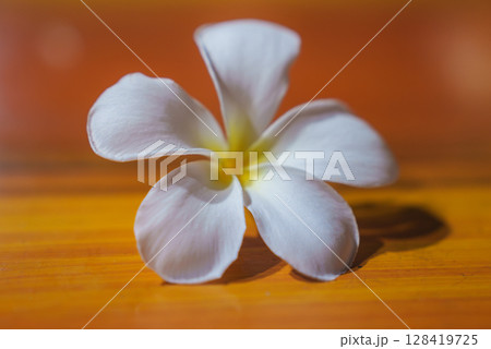 A single white frangipani flower with yellow center rests on a warm toned wooden surface, showcasing delicate petals and soft lighting details. 128419725