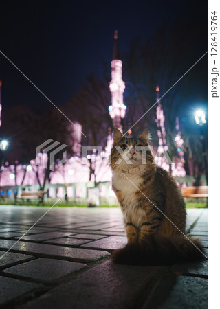 A tabby cat sits on a paved walkway at night, with the illuminated domes and minarets of the Blue Mosque in Istanbul, Turkey, in the background. 128419764