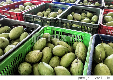 freshly harvested unripe green mango fruit in agriculture industry warehouse freshly harvested unripe green mango fruit in agriculture industry warehouse 128419916