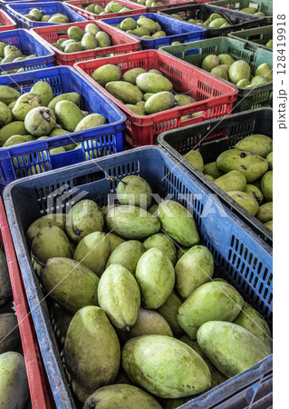 freshly harvested unripe green mango fruit in agriculture industry warehouse freshly harvested unripe green mango fruit in agriculture industry warehouse 128419918