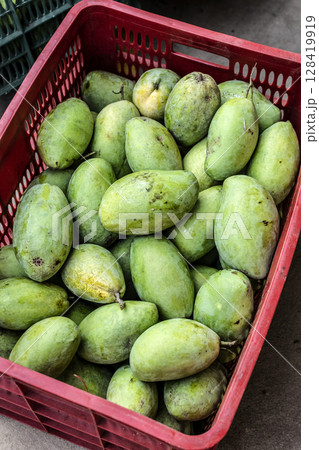 freshly harvested unripe green mango fruit in agriculture industry warehouse freshly harvested unripe green mango fruit in agriculture industry warehouse 128419919