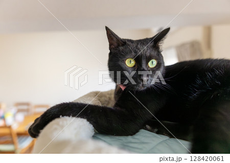 黒猫 128420061