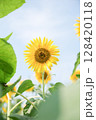 夏のひまわり 128420118