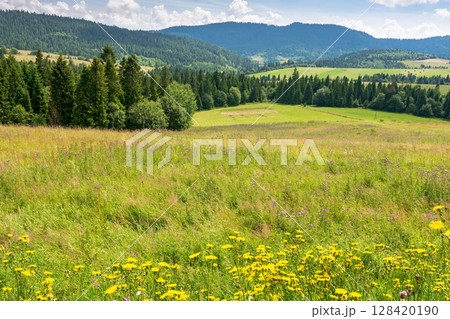 countryside landscape with grass field in summer. beautiful view of mountain under the sky with clouds in the background 128420190