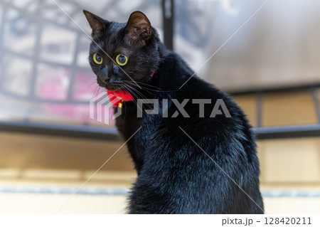 黒猫 128420211