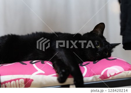 黒猫 黒猫 128420214