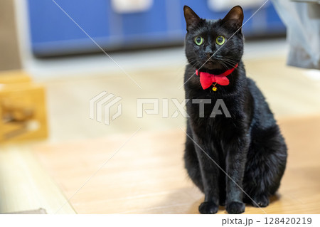 黒猫 128420219
