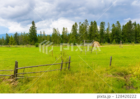 rural hay field near forest. green grass behind the wooden fence. dramatic cloudy weather in summer. beautiful scenery with natural pasture in front of coniferous trees 128420222