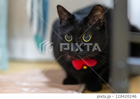 黒猫 黒猫 128420246