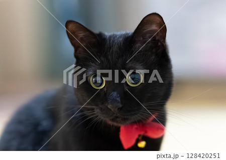 黒猫 黒猫 128420251