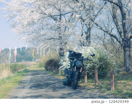 桜並木をバイクで走る 128420349