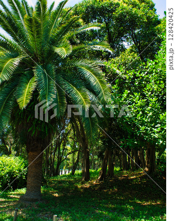 東京都江東区夢の島公園の風景 128420425