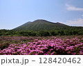 高千穂峰と鹿ヶ原のミヤマキリシマ 128420462