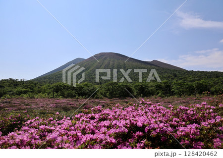 高千穂峰と鹿ヶ原のミヤマキリシマ 128420462