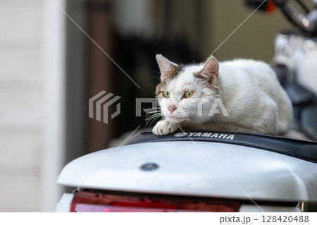 野良猫 128420488