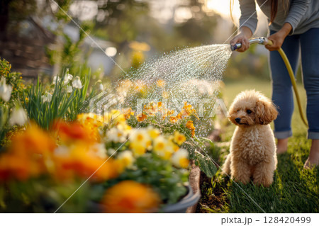 庭の花壇の前のトイプードル 128420499