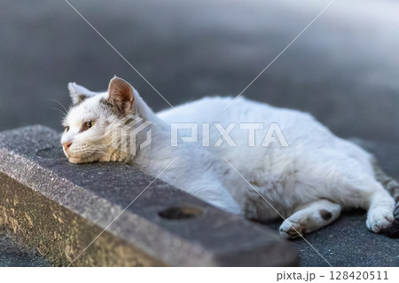 野良猫 128420511