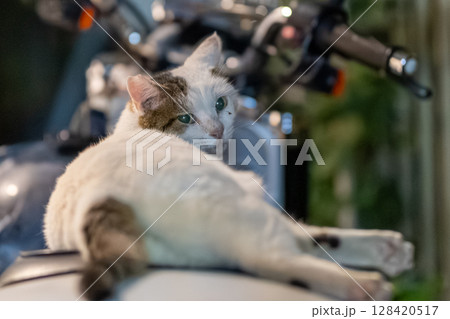 野良猫 野良猫 128420517