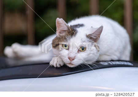 野良猫 128420527