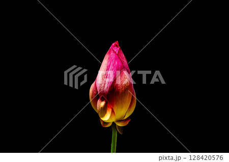 睡蓮の花 128420576