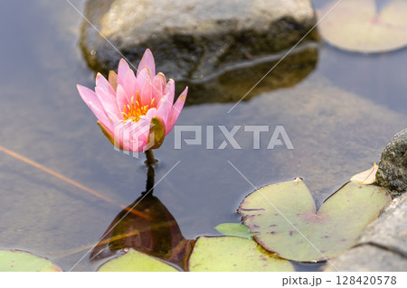 睡蓮の花 睡蓮の花 128420578