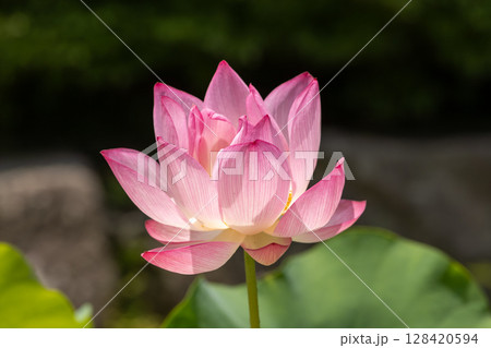 睡蓮の花 睡蓮の花 128420594