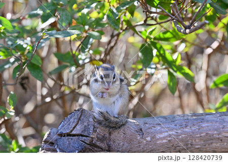 木の実を食べるシマリス 128420739
