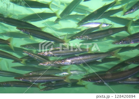 アカカマスの魚群 アカカマスの魚群 128420894