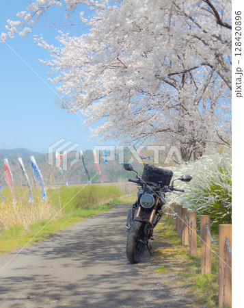 満開の桜とバイク 128420896
