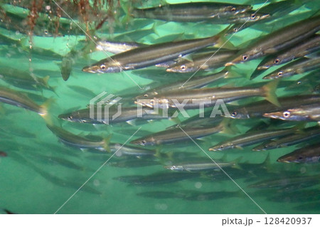 アカカマスの魚群 128420937