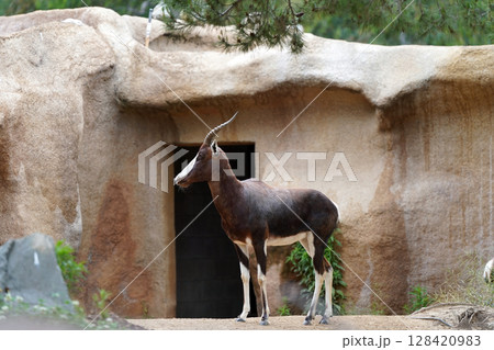 岩場の背景に佇むローンアンテロープ:動物園での静かなひととき 岩場の背景に佇むローンアンテロープ:動物園での静かなひととき 128420983