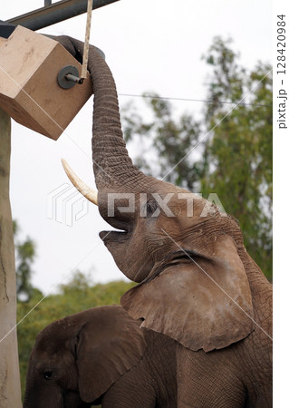 アフリカゾウのクローズアップ：動物園の穏やかな日常 128420984