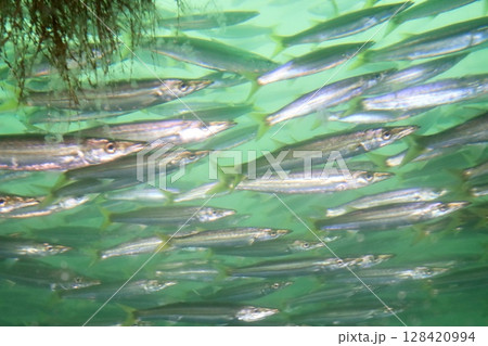 アカカマスの魚群 アカカマスの魚群 128420994