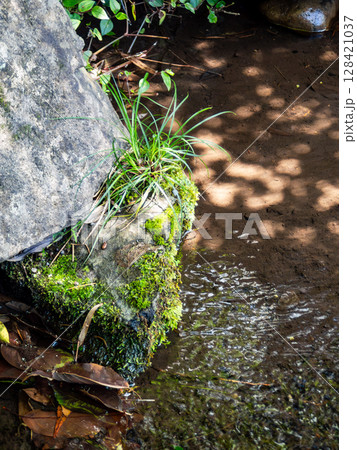 初夏の爽やかな景色　清涼な湧水と苔を照らす木漏れ日 128421037