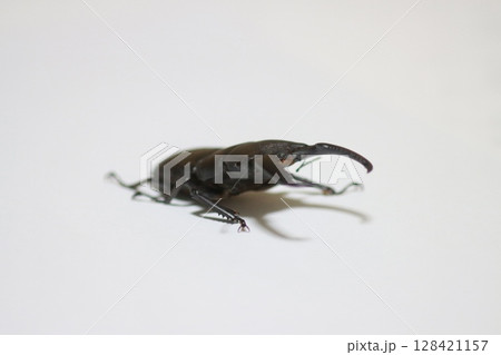 ゴトウヒラタ 128421157