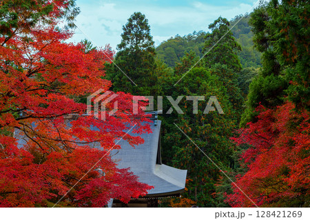 紅葉に包まれた神護寺 128421269