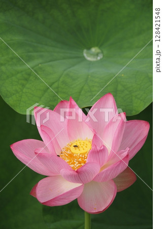 蓮の花 128421548