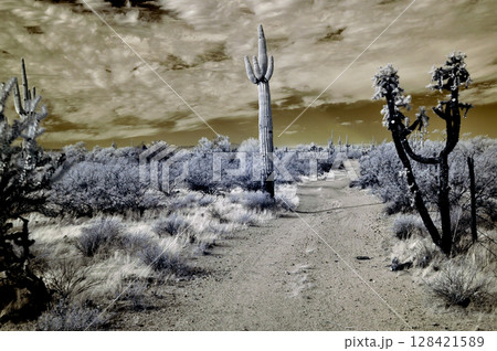 Sonora Desert Arizona in Infrared 128421589