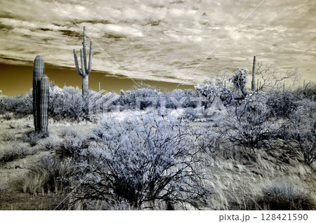 Sonora Desert Arizona in Infrared Sonora Desert Arizona in Infrared 128421590