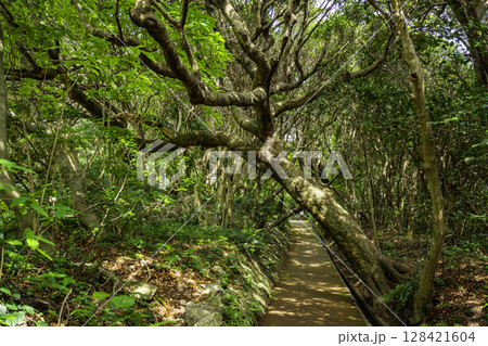 足摺岬公園　椿のトンネル　高知県土佐清水市 128421604
