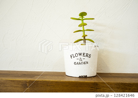 白壁と木の棚に置いた観葉植物のミニマルインテリア 白壁と木の棚に置いた観葉植物のミニマルインテリア 128421646