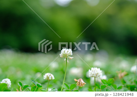 白い花 128421948