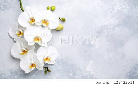 Blooming white spring flowers delicately blossom in the snow, showcasing nature's beautiful, isolated floral beauty 128422011
