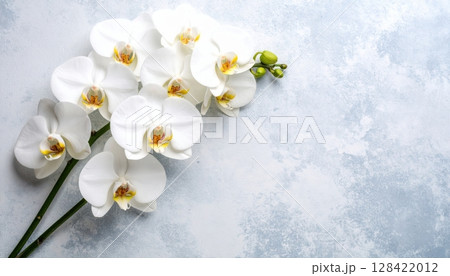 Blooming white spring flowers delicately blossom in the snow, showcasing nature's beautiful, isolated floral beauty 128422012